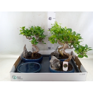 Bonsai   ...mix