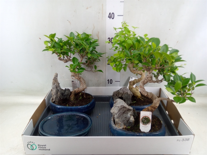 <h4>Bonsai   ...mix</h4>