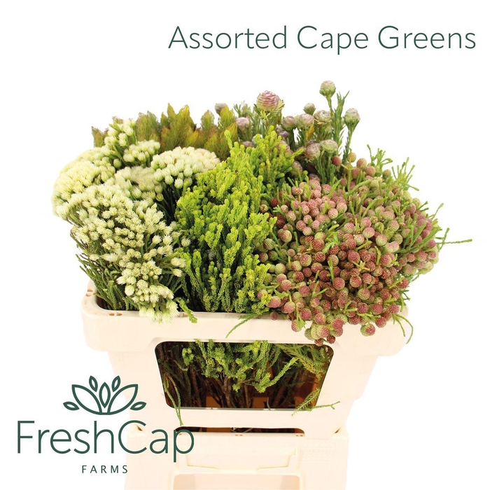 <h4>Assorted Cape Greens Mix</h4>