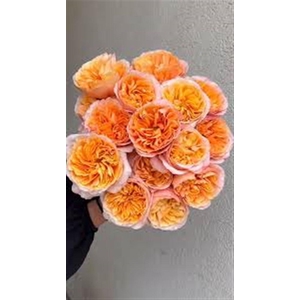 R Gr Juicy X-pression