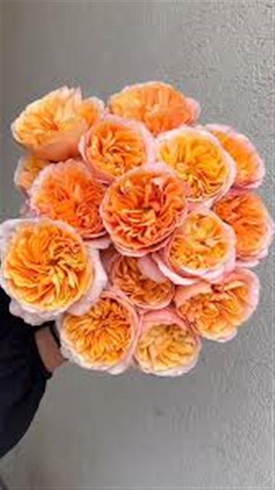 <h4>R Gr Juicy X-pression</h4>