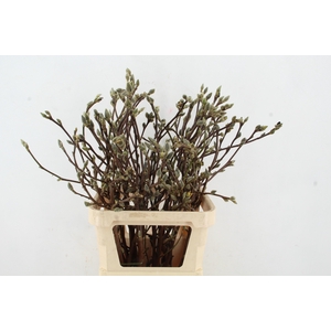 MAGNOLIA SUPERBA 090CM