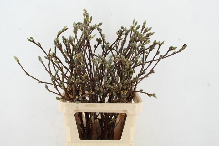 <h4>MAGNOLIA SUPERBA 090CM</h4>