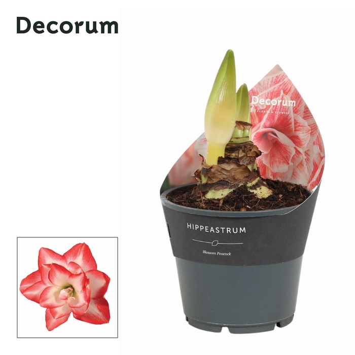 <h4>Amaryllis Blossom Peacock 2 Knop (Decorum)</h4>