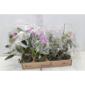 ORQ. CATTLEYA MINI P10