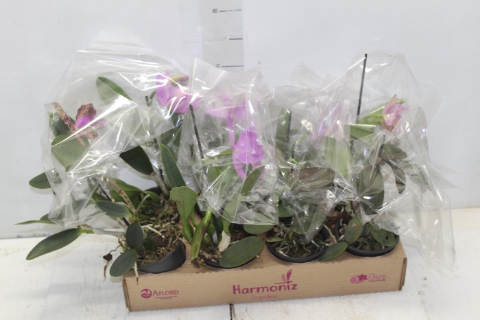 <h4>ORQ. CATTLEYA MINI P10</h4>