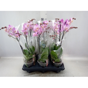 Phalaenopsis multi. 'Beaution'