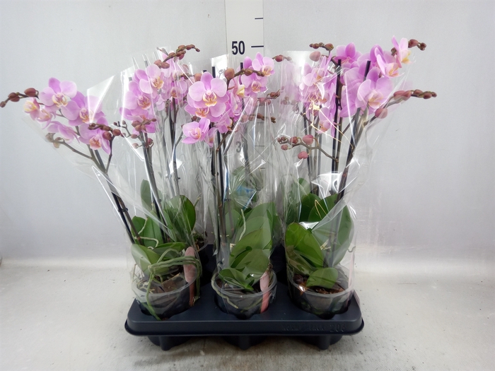 <h4>Phalaenopsis multi. 'Beaution'</h4>