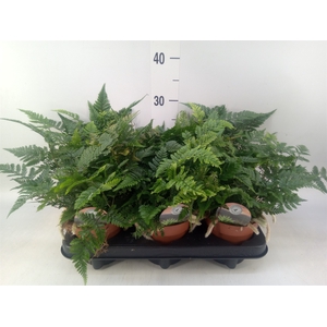 Humata griffithiana var. tyermannii