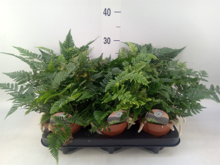 <h4>Humata griffithiana var. tyermannii</h4>