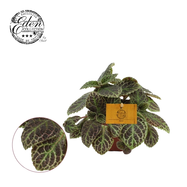<h4>Episcia Cupreata, 12cm</h4>