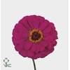 ZINNIA ENVY