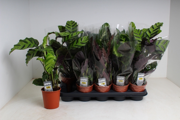 <h4>CALAT GEM 4 SRT</h4>