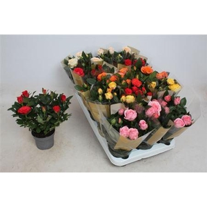 Rosa Kordana Grande gemengd