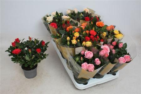 <h4>Rosa Kordana Grande gemengd</h4>