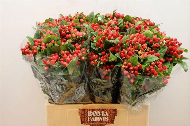 <h4>HYP MAG TRIUMPH</h4>