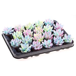 ECHEV MULTI GLITTER MIX