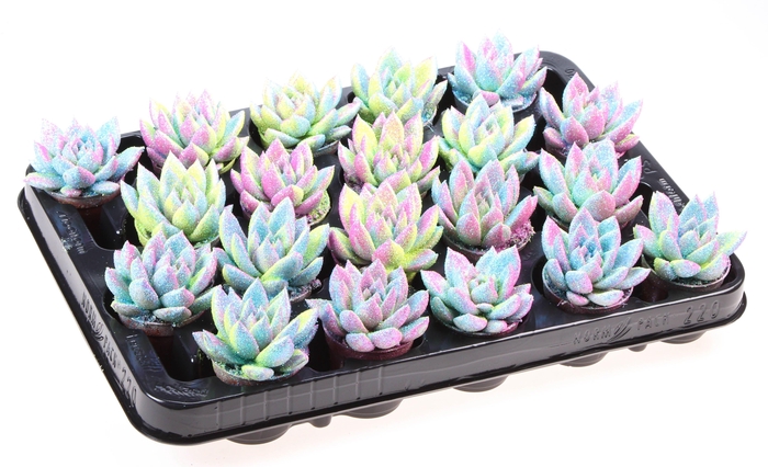 <h4>ECHEV MULTI GLITTER MIX</h4>