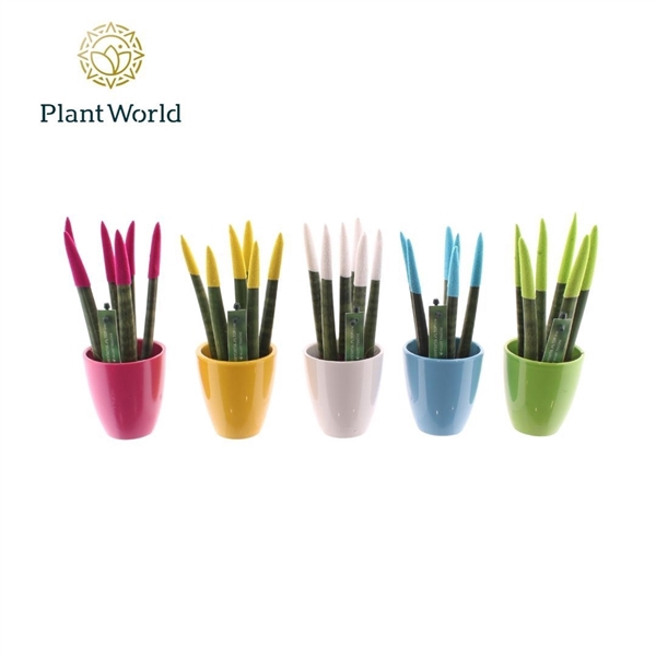 <h4>Sansevieria VELVET TOUCHZ® Colourfull Easter mix in keramiek Osaka</h4>