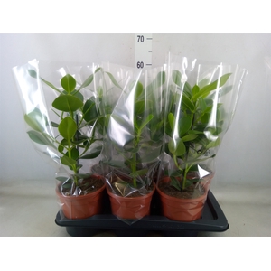 Clusia rosea 'Princess'