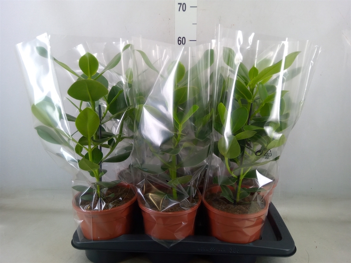 <h4>Clusia rosea 'Princess'</h4>