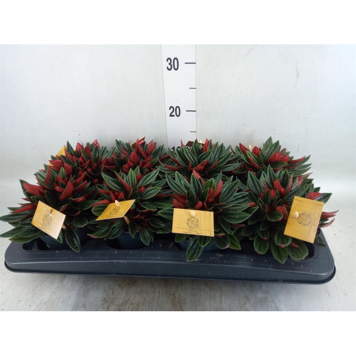 <h4>Peperomia caperata 'Rosso'</h4>
