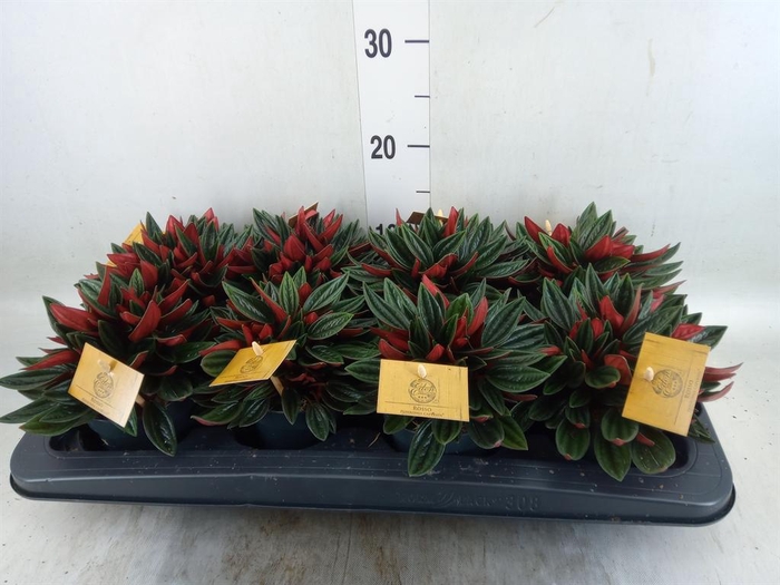 <h4>Peperomia caperata 'Rosso'</h4>
