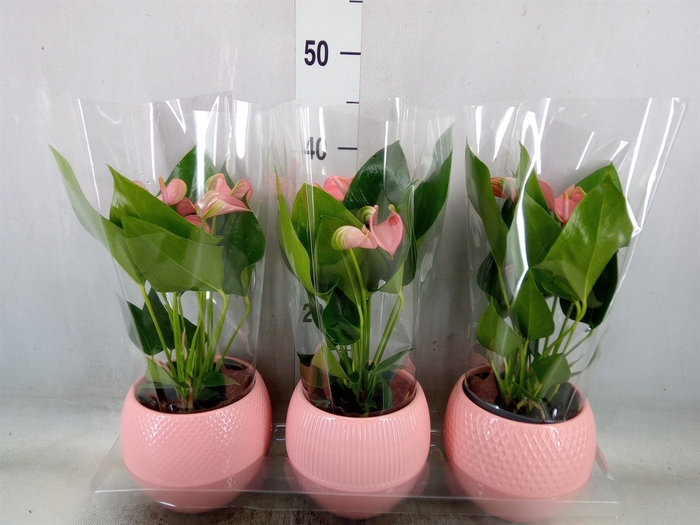 <h4>Anthurium   ...mix</h4>