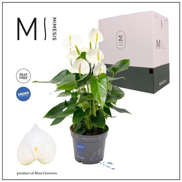 <h4>Mimesis Anthurium KARMA White Compact - 17cm</h4>