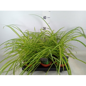 Chlorophytum cos. 'Atlantic'