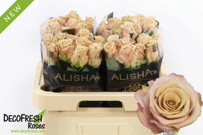 <h4>R Gr Sand Dune</h4>