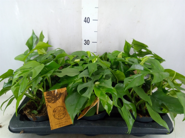 <h4>Monstera   ...</h4>