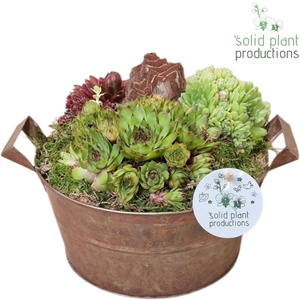 SMP007 Zinc Brown Medium Sempervivum