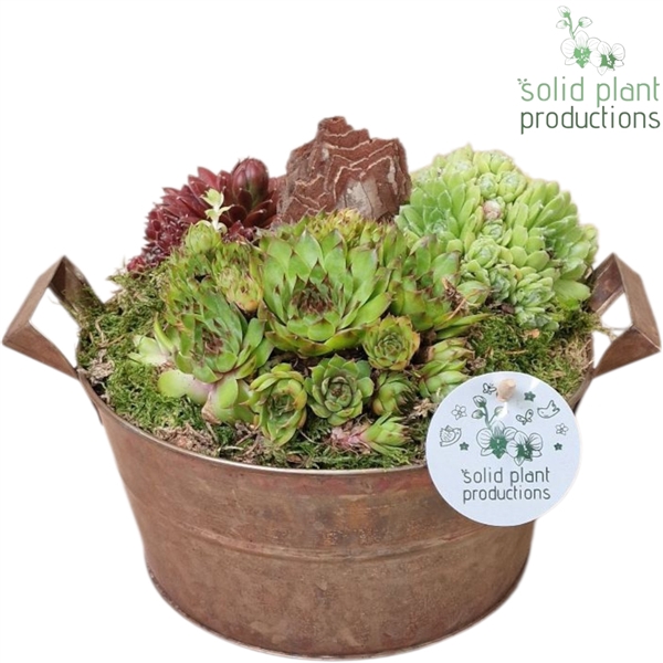 SMP007 Zinc Brown Medium Sempervivum