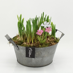 BLCR-2618 Bulbs creations