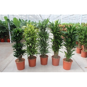 Dracaena