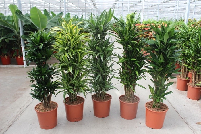 <h4>Dracaena</h4>