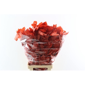 Pres Beuk Red P Bunch