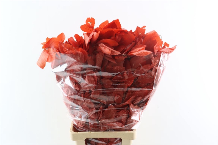 <h4>Pres Beuk Red P Bunch</h4>