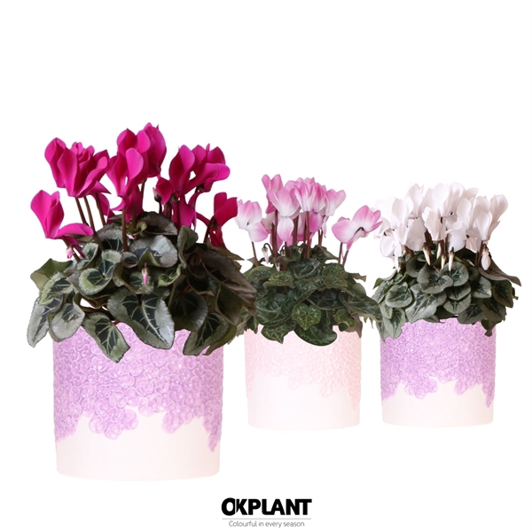 <h4>Cyclamen mix in Bloom pot lila mix</h4>