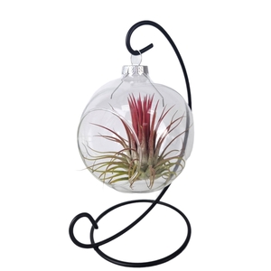 Tillandsia Christmasball hanger mix