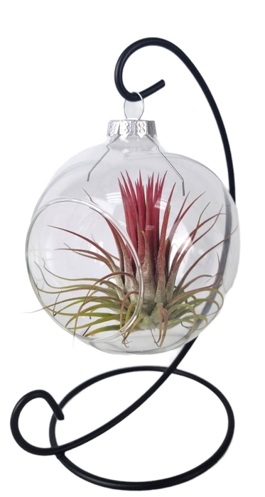 <h4>Tillandsia Christmasball hanger mix</h4>