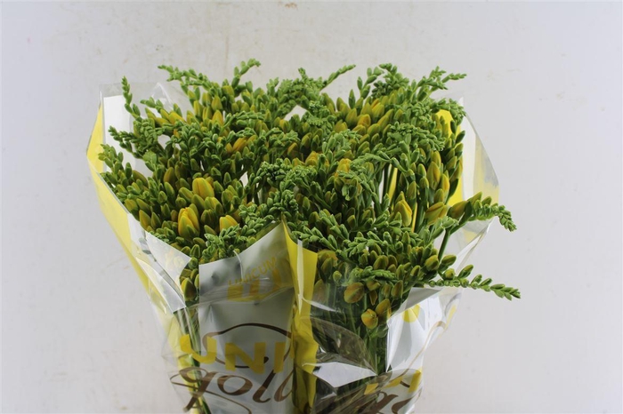 <h4>Fr Du Ballade Yellow</h4>