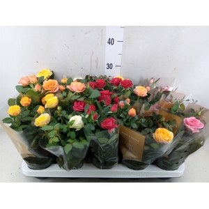 Rosa  'Kordana Grande'   ...mix