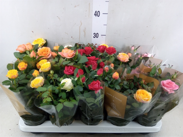 <h4>Rosa  'Kordana Grande'   ...mix</h4>