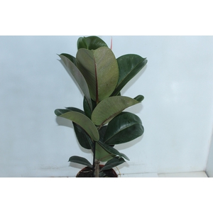 FICUS ELASTICA CLOE P17