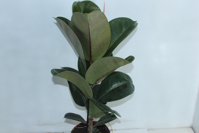 <h4>FICUS ELASTICA CLOE P17</h4>