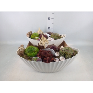 Arr.  Sempervivum L%