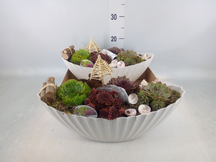 <h4>Arr.  Sempervivum L%</h4>