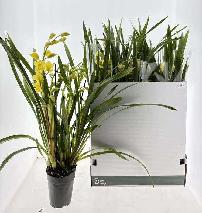 <h4>CYMB GEMENGD</h4>